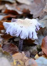 lila Pilz.webp