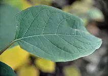 DSC_4221 Blatt.webp
