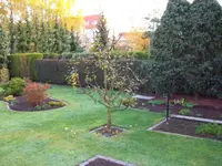 Apfelbaum u. Pilz 001.webp