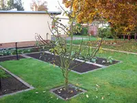 Apfelbaum u. Pilz 002.webp