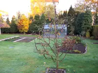 Apfelbaum u. Pilz 003.webp