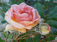 PA220359.webp