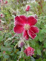 erster_Frost_046.webp