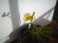 Stella d'Oro.3.11.2011.webp