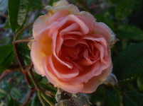 PA220354.webp