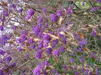 Beeren_1_IMG_1710.webp