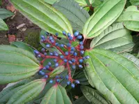 Beeren_2_IMG_1704.webp