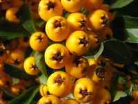 Beeren_3_IMG_1683.webp