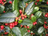 Beeren_4_IMG_1702.webp