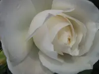 Rose_IMG_1700.webp