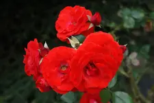 Rose_2_DSC00770.webp