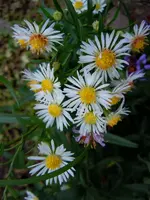015.webp
