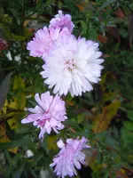 018.webp