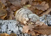 DSC_4302 Baumpilz.webp