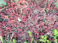 Herbst 4.webp