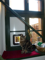 katzenklappe01.webp
