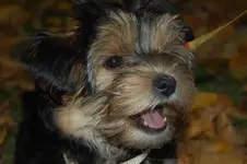 coco ohne Unterzähnchen.webp
