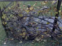DSC0000035.webp