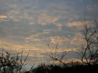 2011 -11- Garten 568.webp