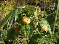 2011 -11- Garten 553.webp