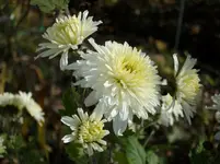 2011 -11- Garten 542.webp