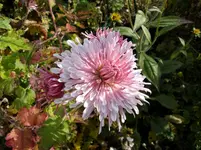 2011 -11- Garten 543.webp