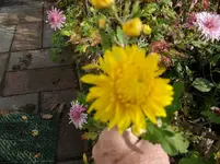 2011 -11- Garten 544.webp