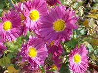 2011 -11- Garten 552.webp