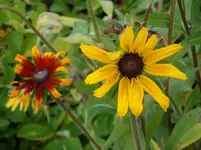 2011 -11- Garten 557.webp