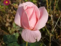 2011 -11- Garten 549.webp