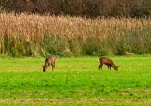 DSC_4595 2 Rehe.webp