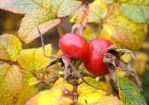 DSC_4585 Kartoffelrose.webp