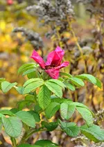 DSC_4586 Kartoffelrose.webp