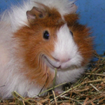 schweini1.webp