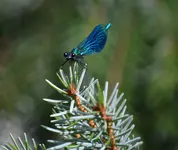 blaue Libelle.webp