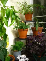 IMG_2403.webp