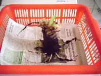 Bild 011.webp