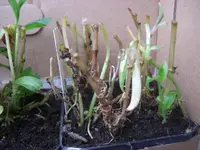 CIMG7640.webp