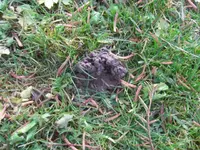 CIMG3643.webp