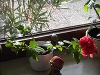 DSCF0907.webp