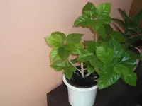 DSCF0908.webp