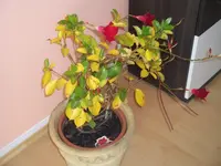 DSCF0910.webp