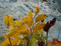 070.webp