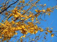 073.webp