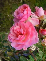 016.webp