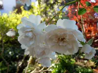 014.webp