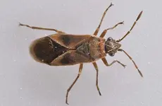 insect_0715.webp
