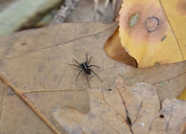 DSC_4520 junge Listspinne klein.webp