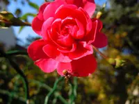 033.webp