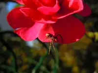 035.webp